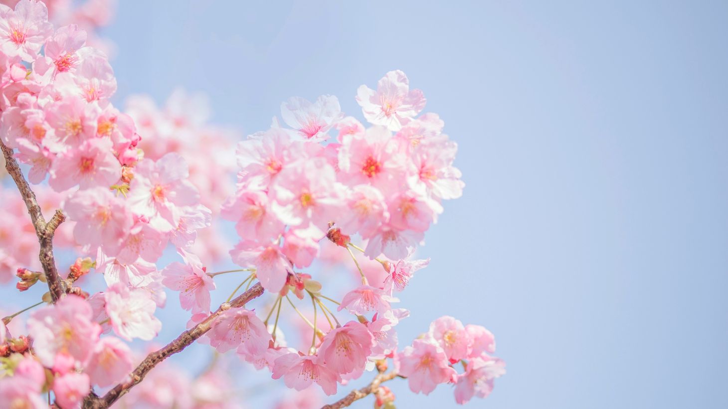 Danish cherry trees